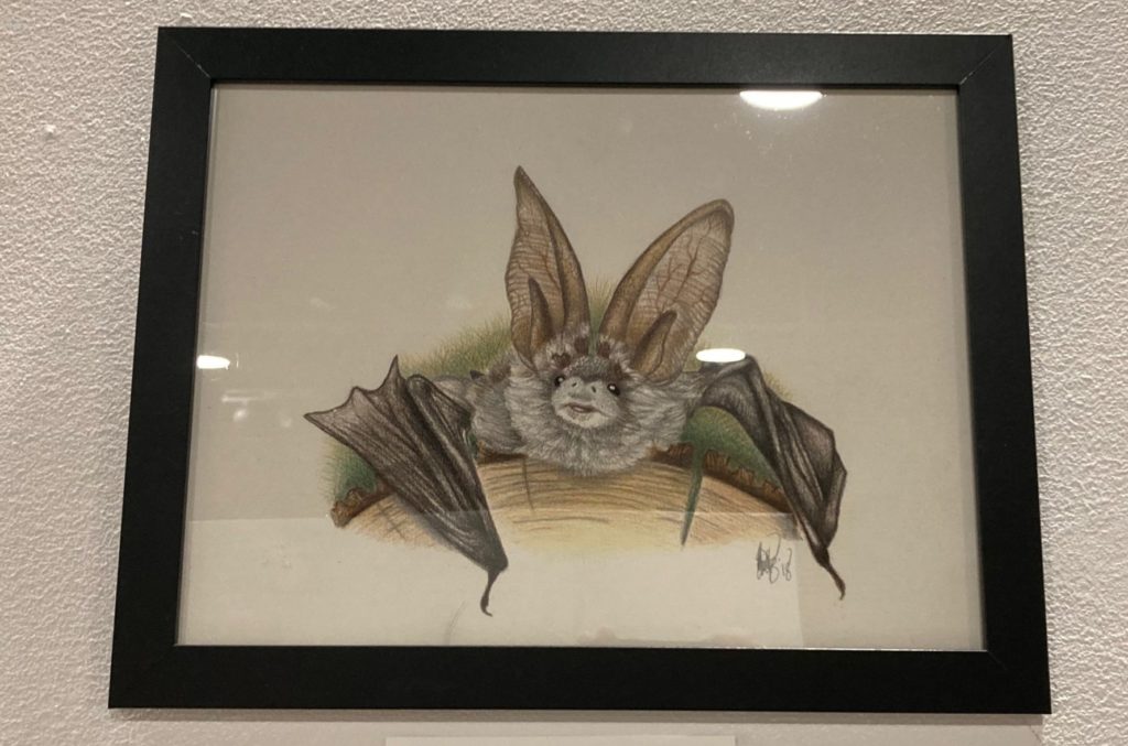 Grey long-eared bat (Plecotus austriacus), 2018