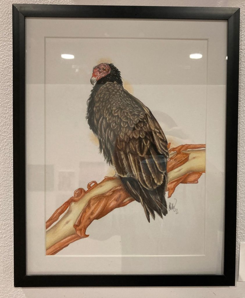 Turkey vulture on arbutus bough (Cathartes aura), 2021
